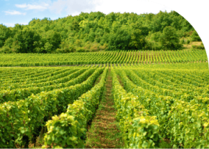 Vignobles de Marsannay-la-Côte 