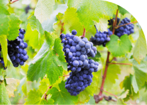 Le Marsannay – Caveau des vignerons 